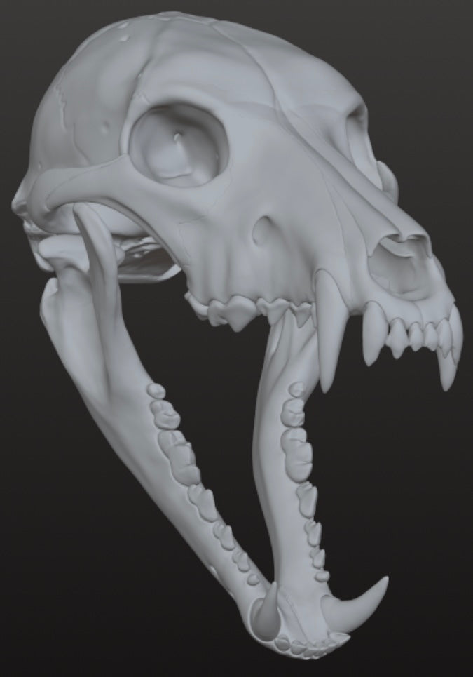 Realistic Werewolf skull 3DModel