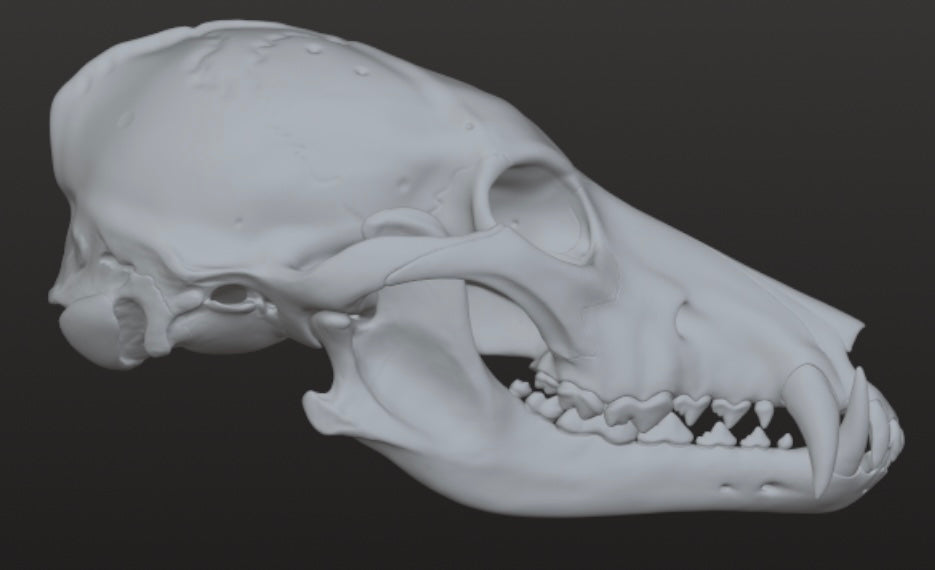 Realistic Werewolf skull 3DModel