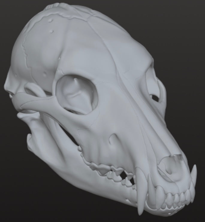 Realistic Werewolf skull 3DModel