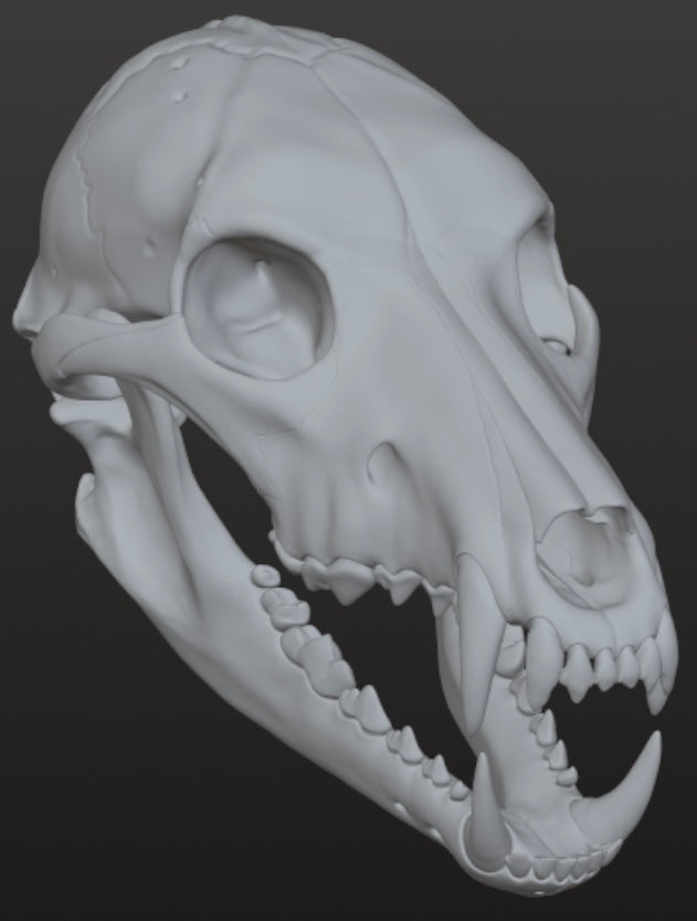 Realistic Werewolf skull 3DModel