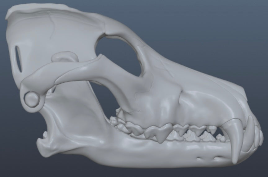 Wolf Skull Mask for Cosplay