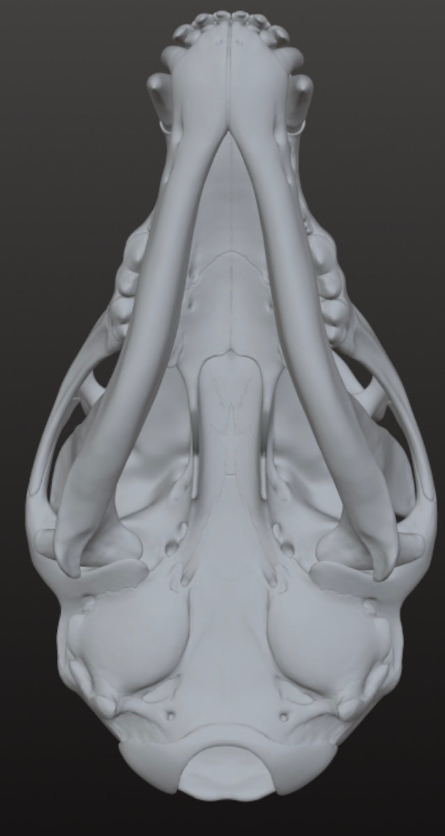 Realistic Werewolf skull 3DModel