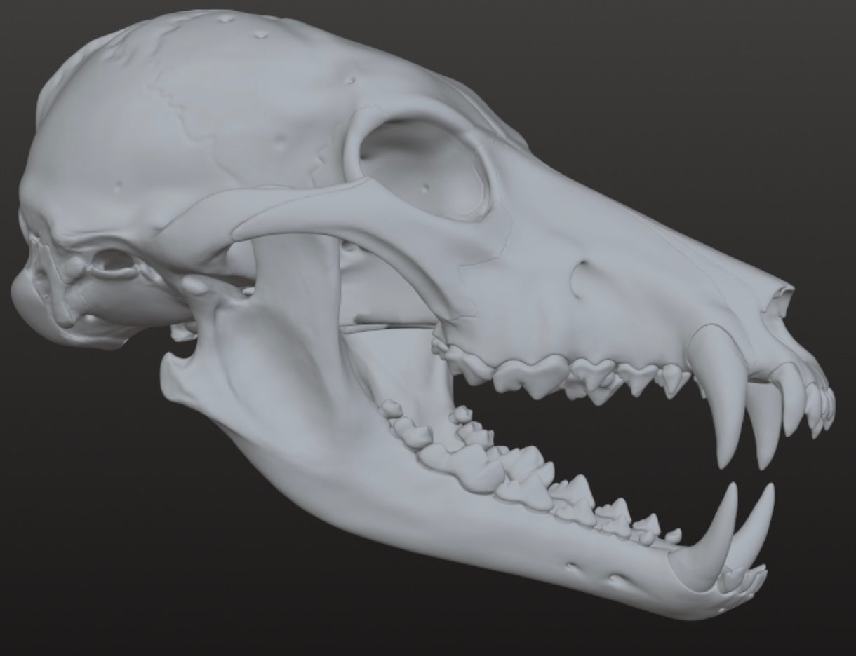 Realistic Werewolf skull 3DModel