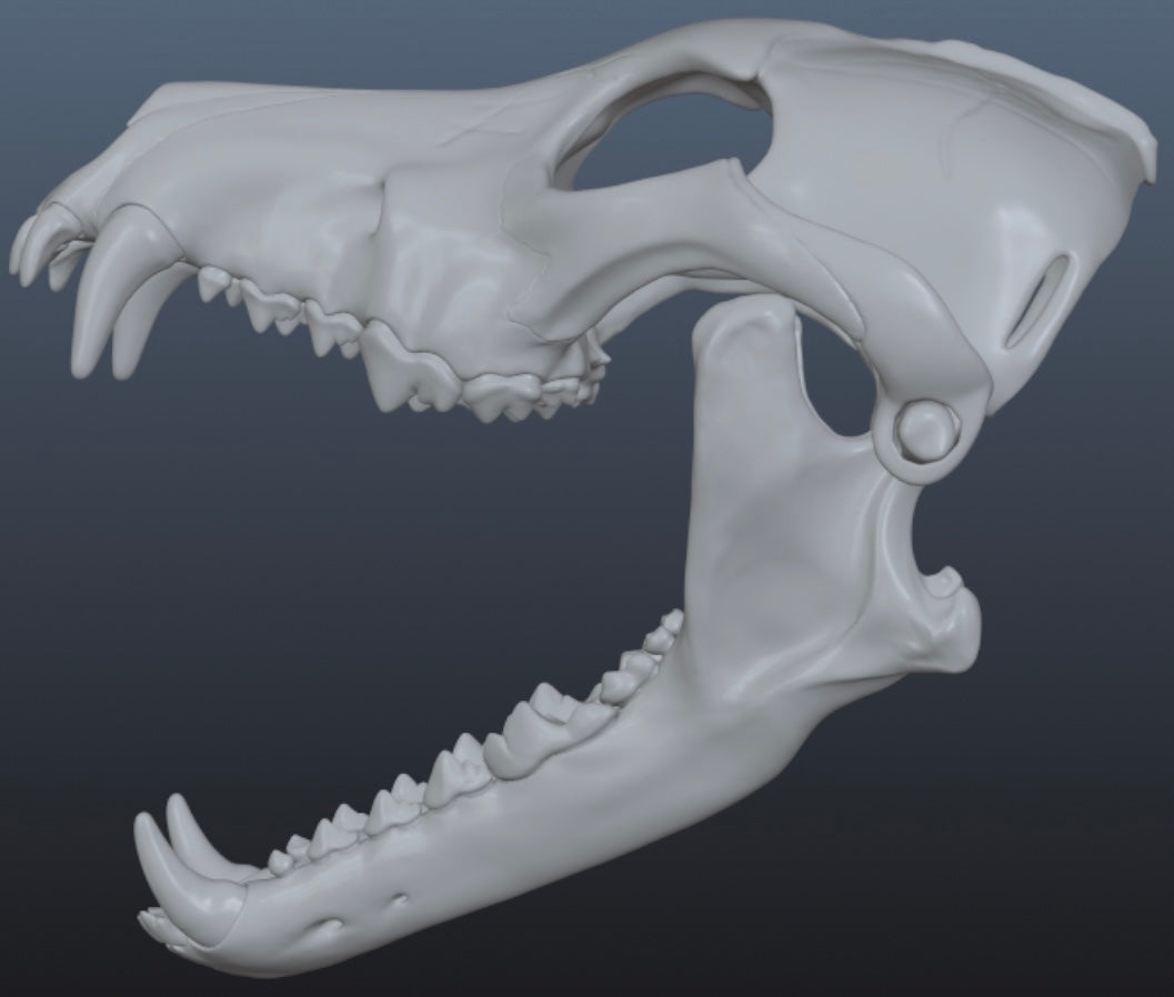 Wolf Skull Mask for Cosplay