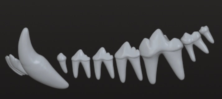 Set of 3 Wolf Teeth designs for 3D use